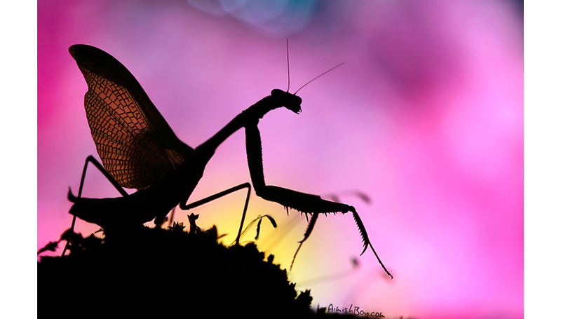 Illustration for article titled Can You Believe These Insect Fantasyland Photos Were Shot On Someone's Kitchen Table?